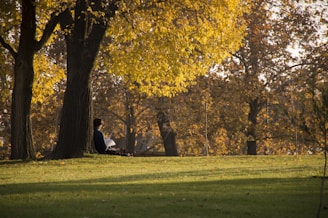 A serene park scene with a person reading under a tree.