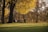 A thoughtful reader reflecting on poetry in a serene park.