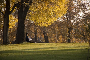 A serene park setting with a person sitting against a tree, reading. The foreground features a lush green lawn, while the background is filled with trees boasting vibrant autumn foliage in shades of yellow and brown. The soft sunlight filters through the leaves, casting gentle shadows on the ground.