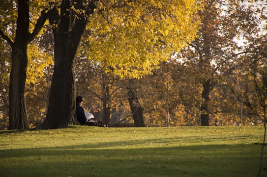 A serene park setting with a person sitting against a tree, reading. The foreground features a lush green lawn, while the background is filled with trees boasting vibrant autumn foliage in shades of yellow and brown. The soft sunlight filters through the leaves, casting gentle shadows on the ground.