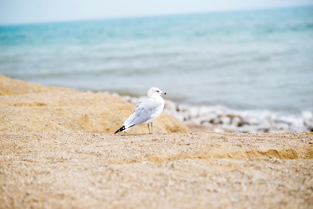 white seagull on seashore