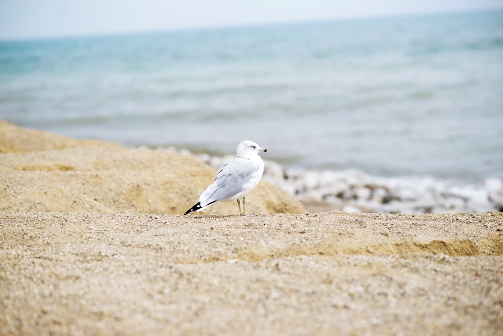 Mouette blanche sur le bord de la mer