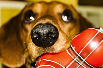 A close-up view of a dog's face with a focus on its large black nose. The dog is holding a bright red toy with white stripes in its mouth. The background is blurred, emphasizing the details of the dog's fur and the texture of the toy.