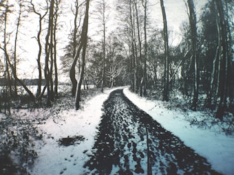 A snow-covered path winds through a forest of bare trees, creating a serene winter landscape. Footprints are visible along the path, indicating recent passage. The trees reach towards a pale sky, creating intricate silhouettes against the light.