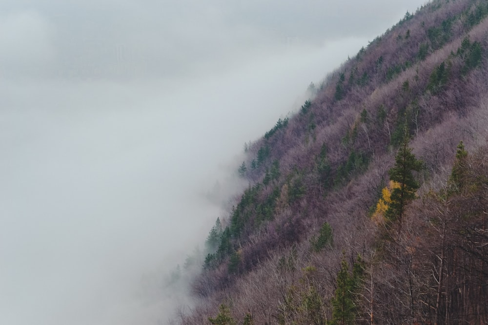 昼間の霧の山