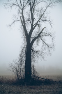 bare tree