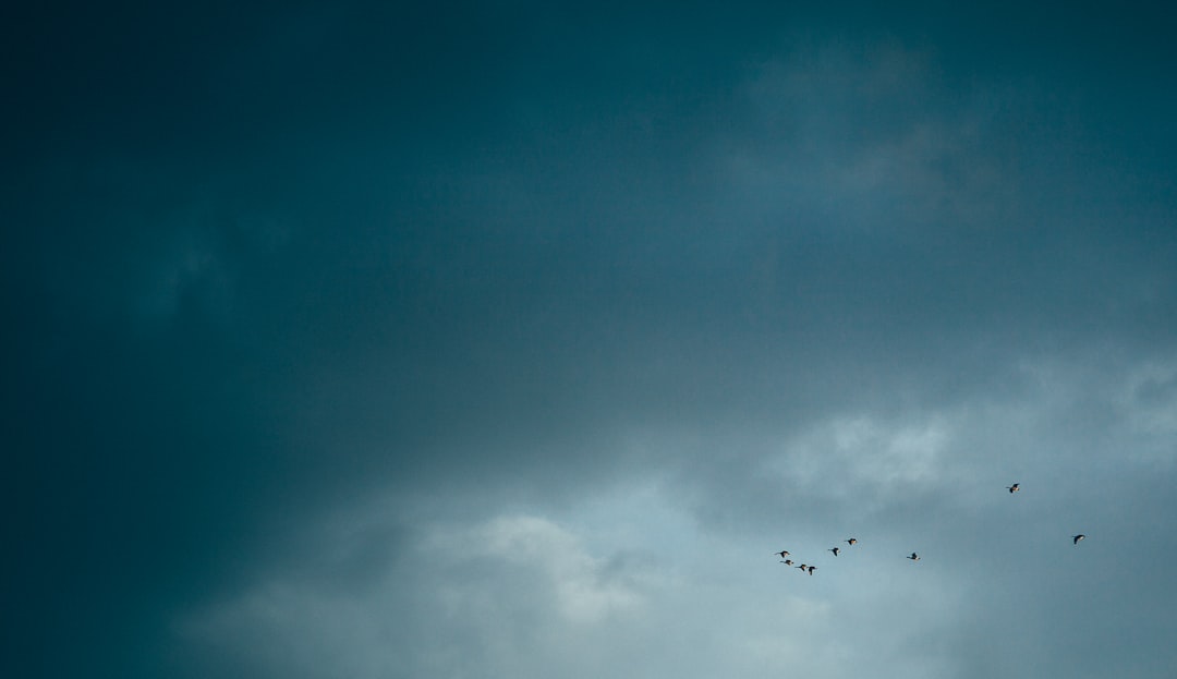 flock of bird flying during daytime