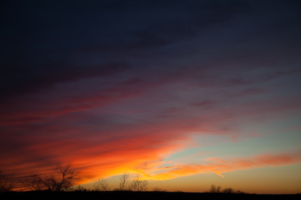 silhouette of trees under orange skies