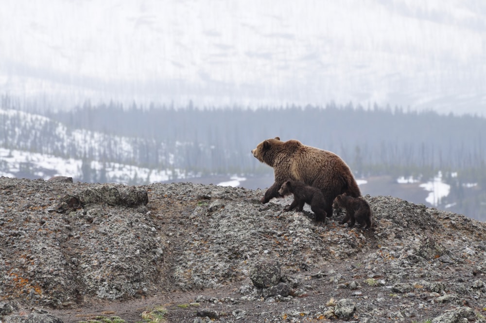 urso pardo andando na montanha