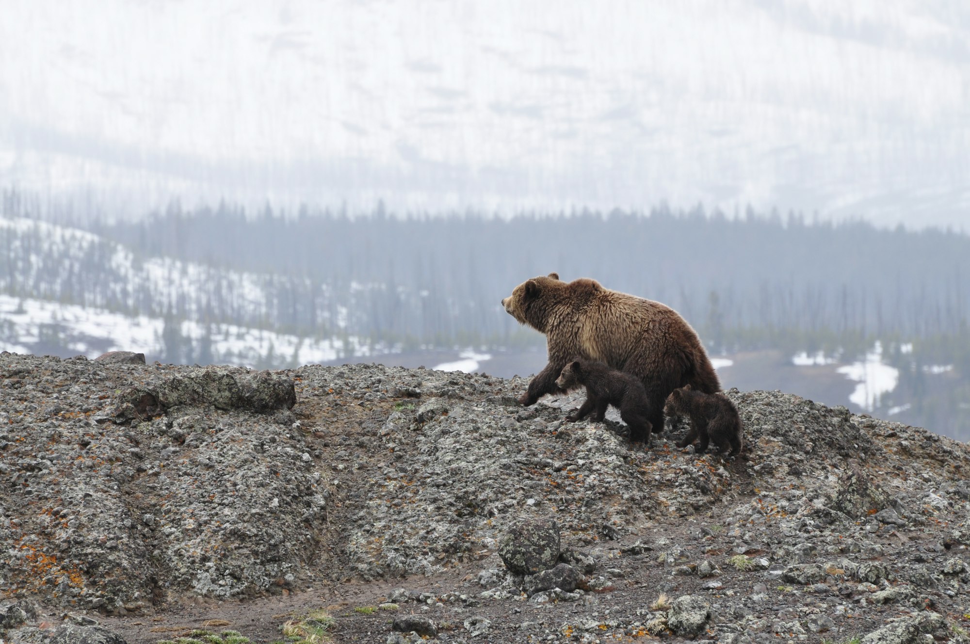 grizzly bear and her cubs walking on mountain