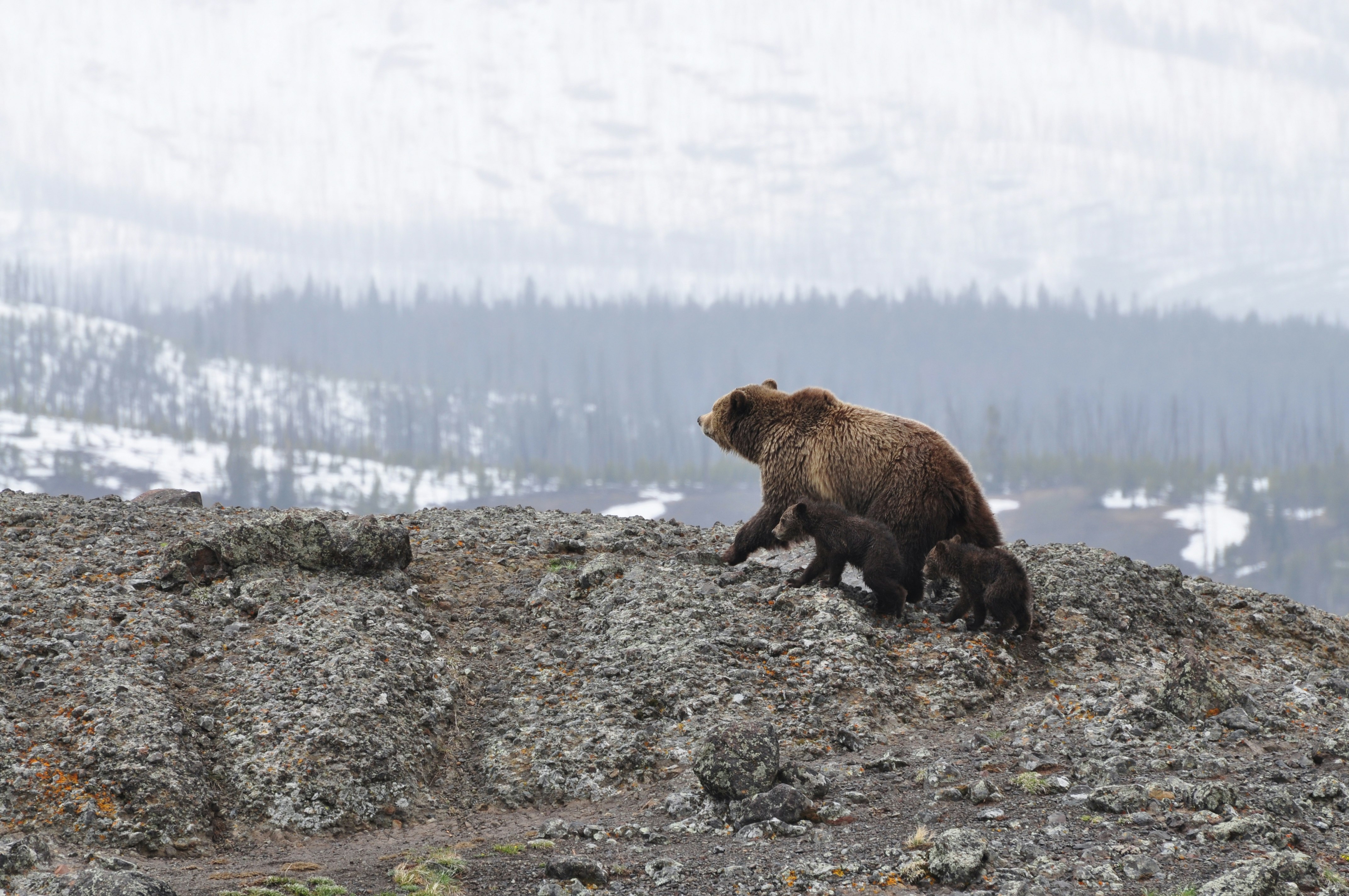 A brown bear and her two cubs walk a rocky ridgeline. In the background is an expanse of forest and snow.