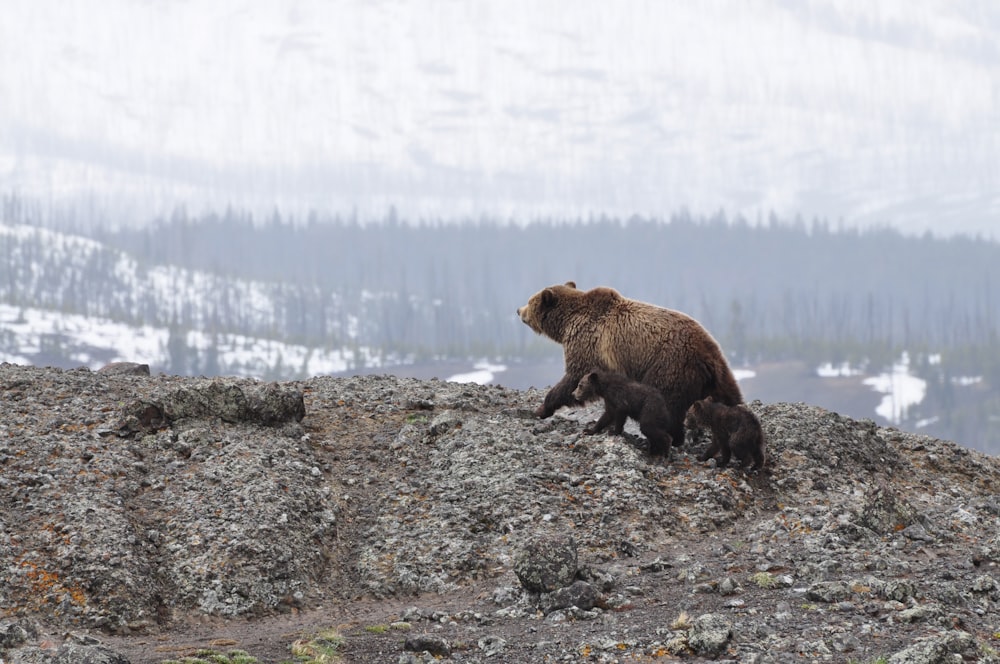 grizzly bear walking on mountain