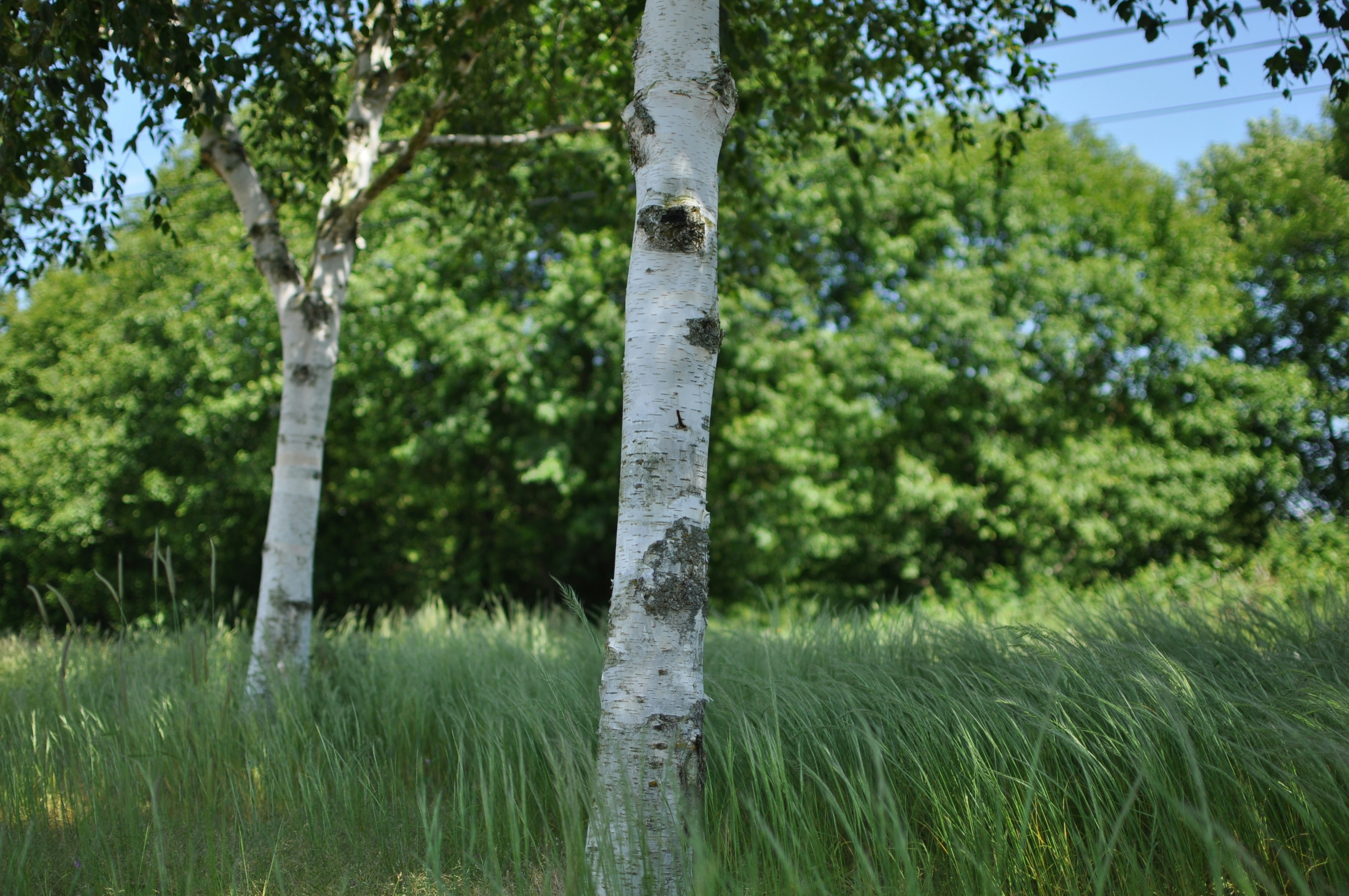 Free Unsplash photo from Adam Willoughby-Knox