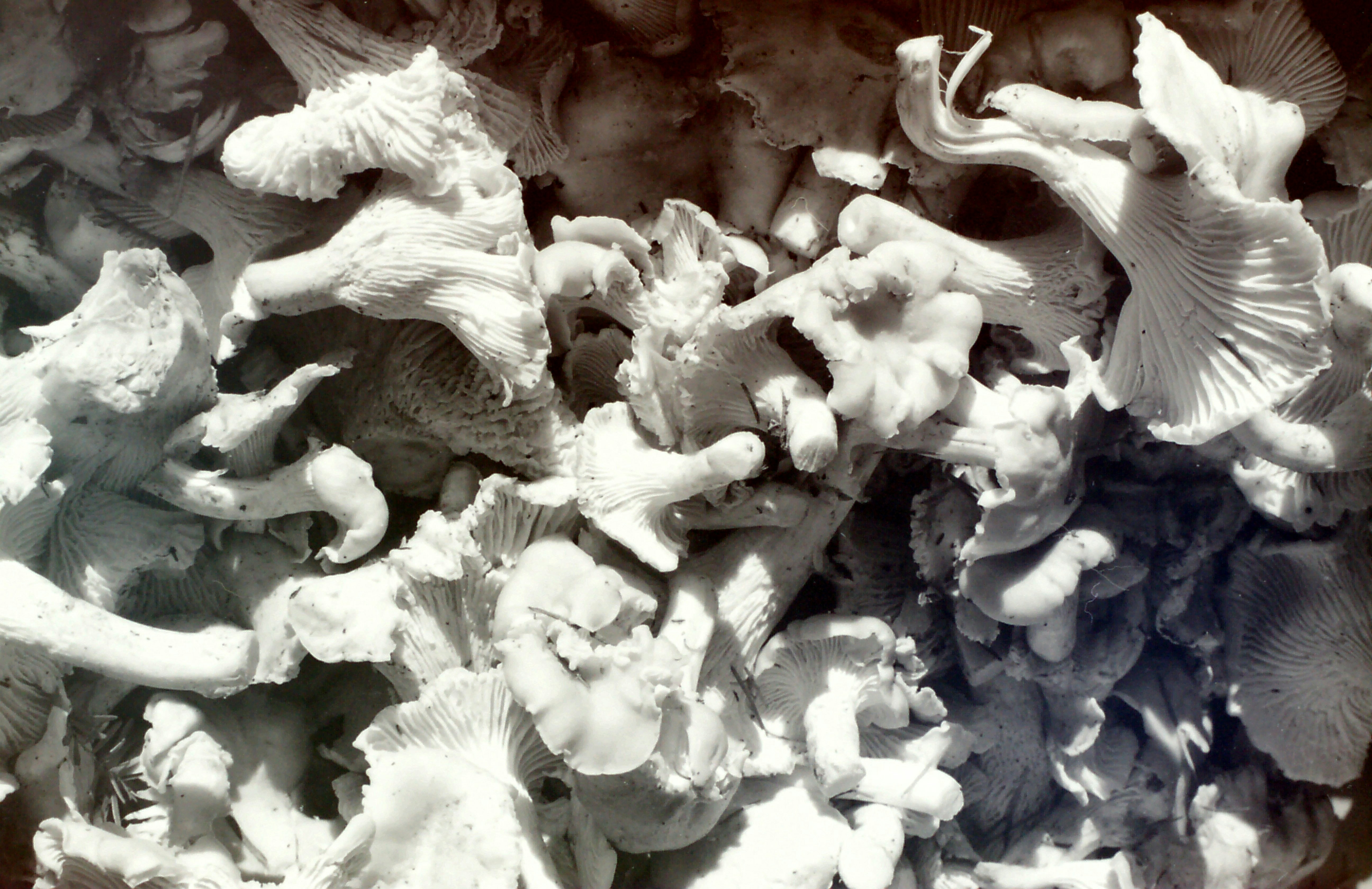 Free Unsplash photo from Jessie Wylie