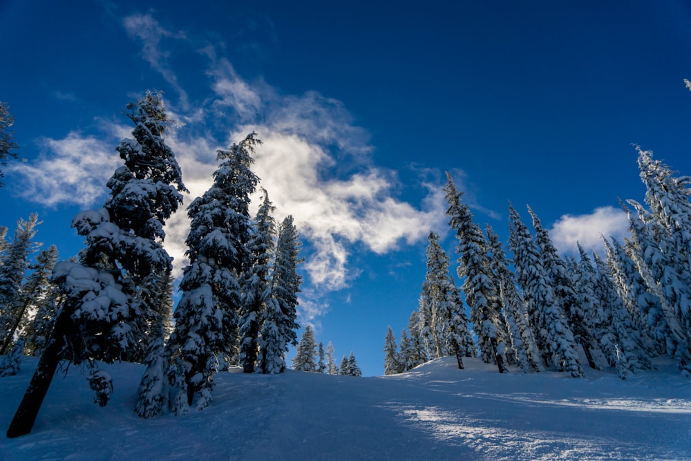 pine trees under white clouds