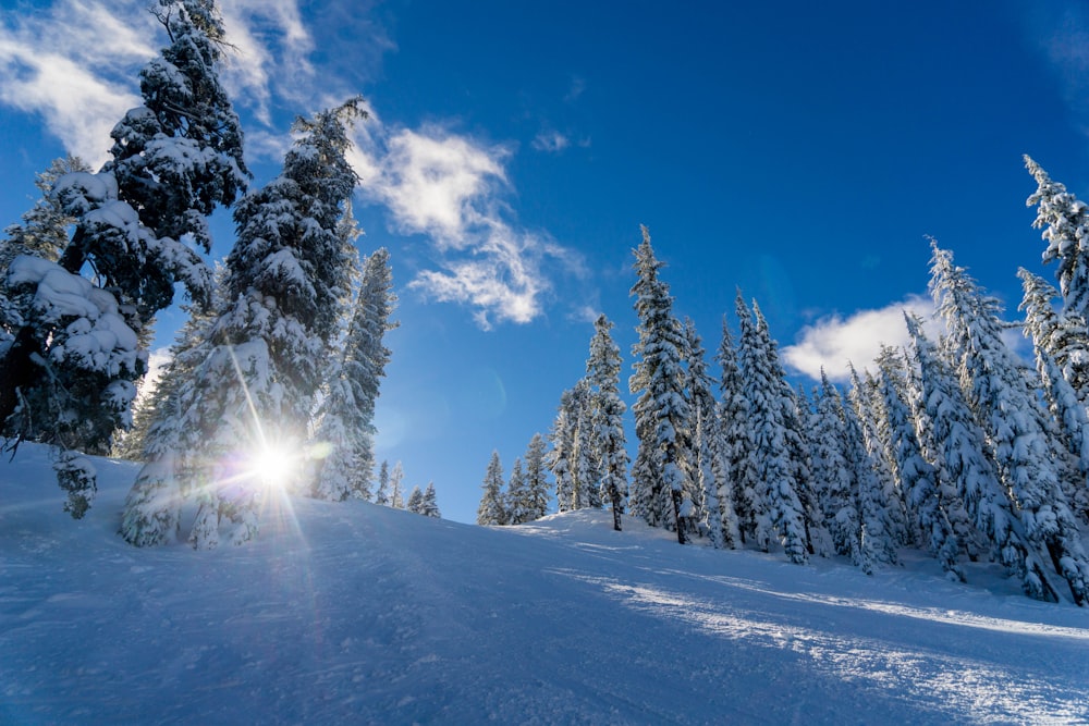 Blick aus der Wurmperspektive auf schneebedeckten Baum