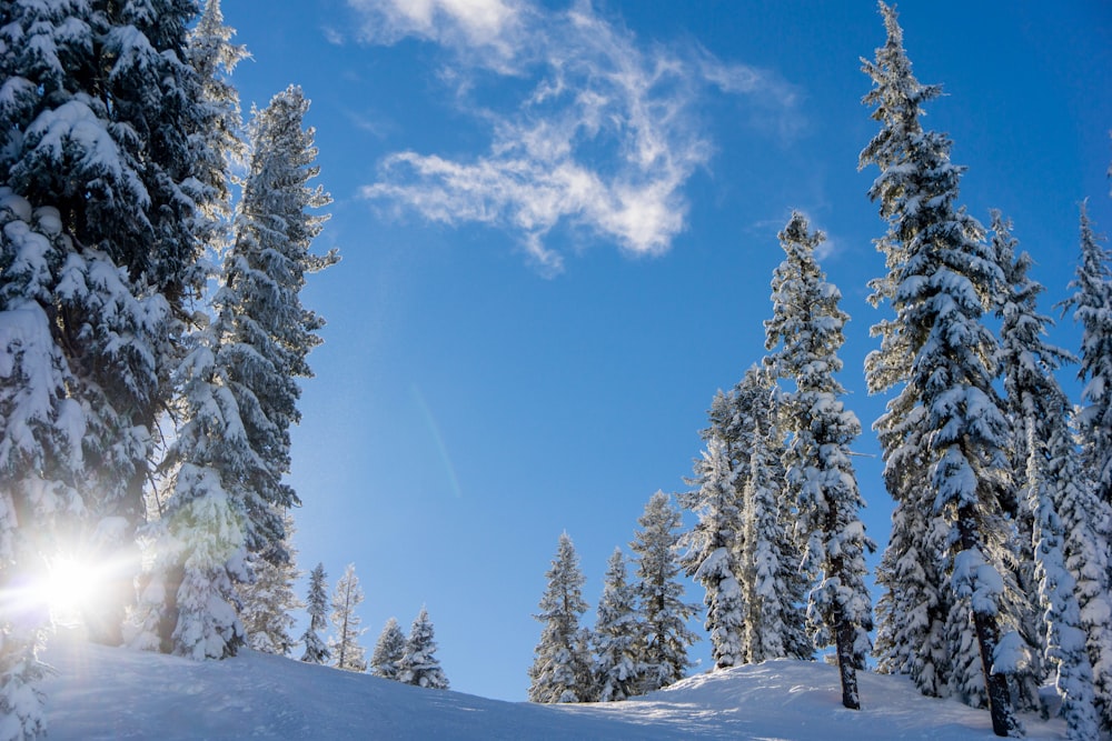 昼間の青と白の空の下、雪に覆われた野原と木々