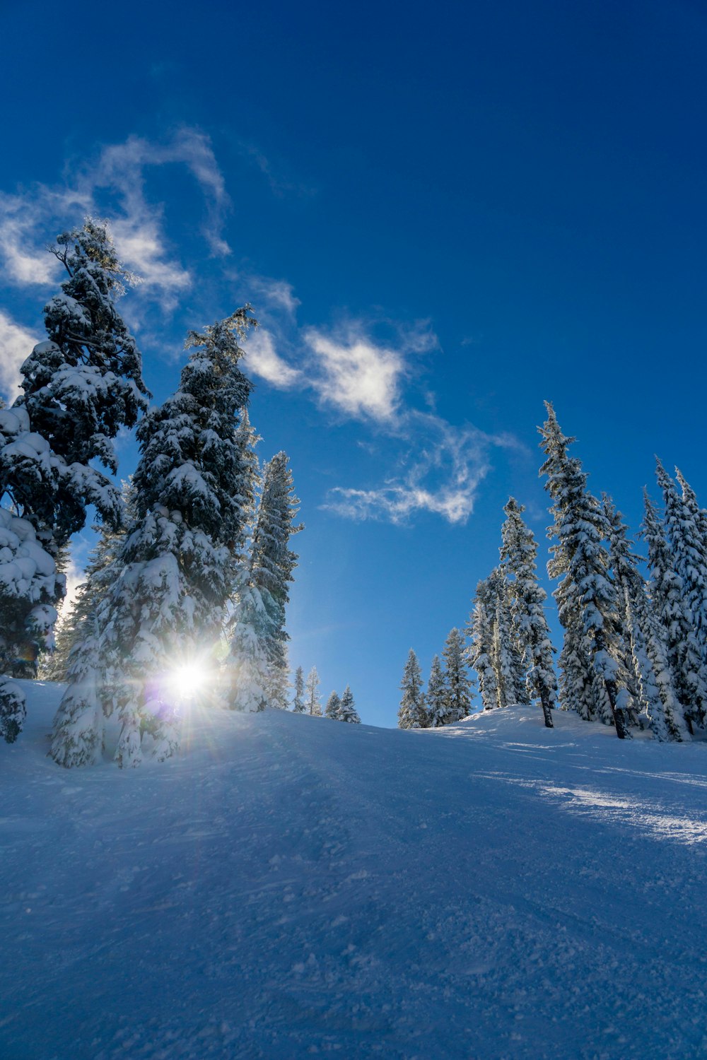 forest trees covered by snow