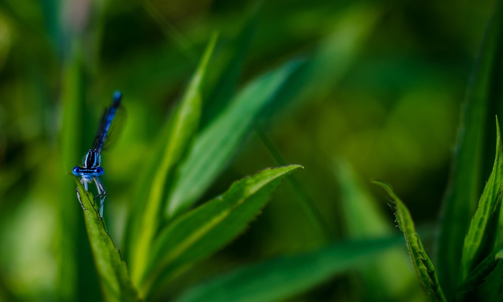 selective focus photo of blue dragonfly on green grass