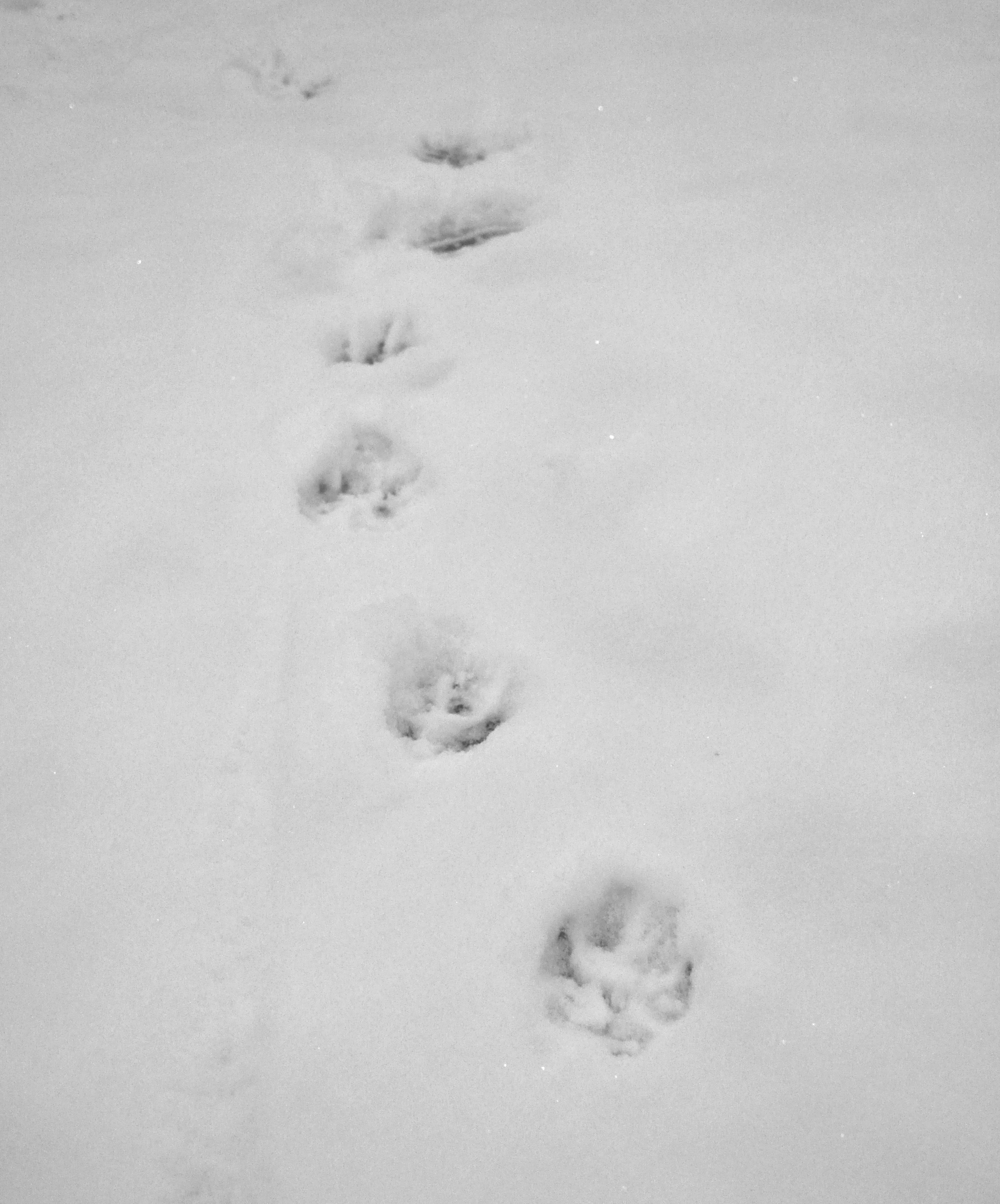 Free Unsplash photo from Agnieszka Boeske