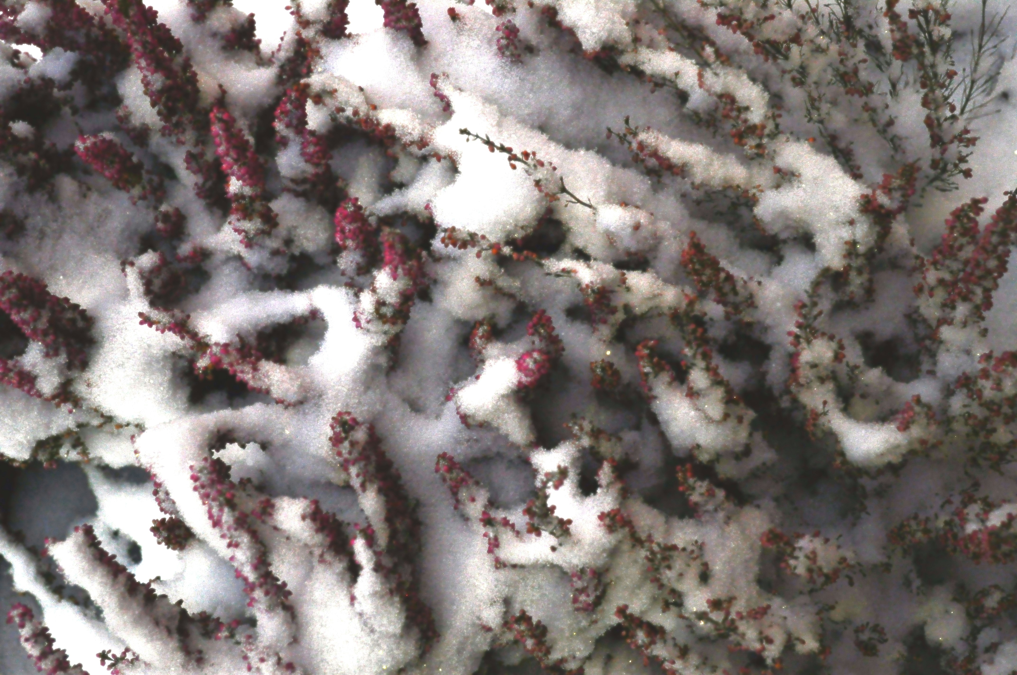 Free Unsplash photo from Agnieszka Boeske