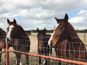 four brown horses behind fence