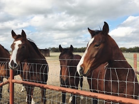 four brown horses behind fence