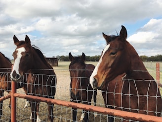 four brown horses behind fence