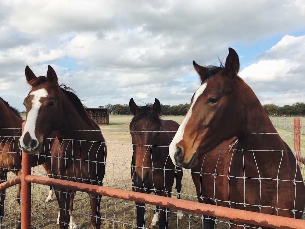 A row of brown horses with white on their muzzles stand behind a wire fence.