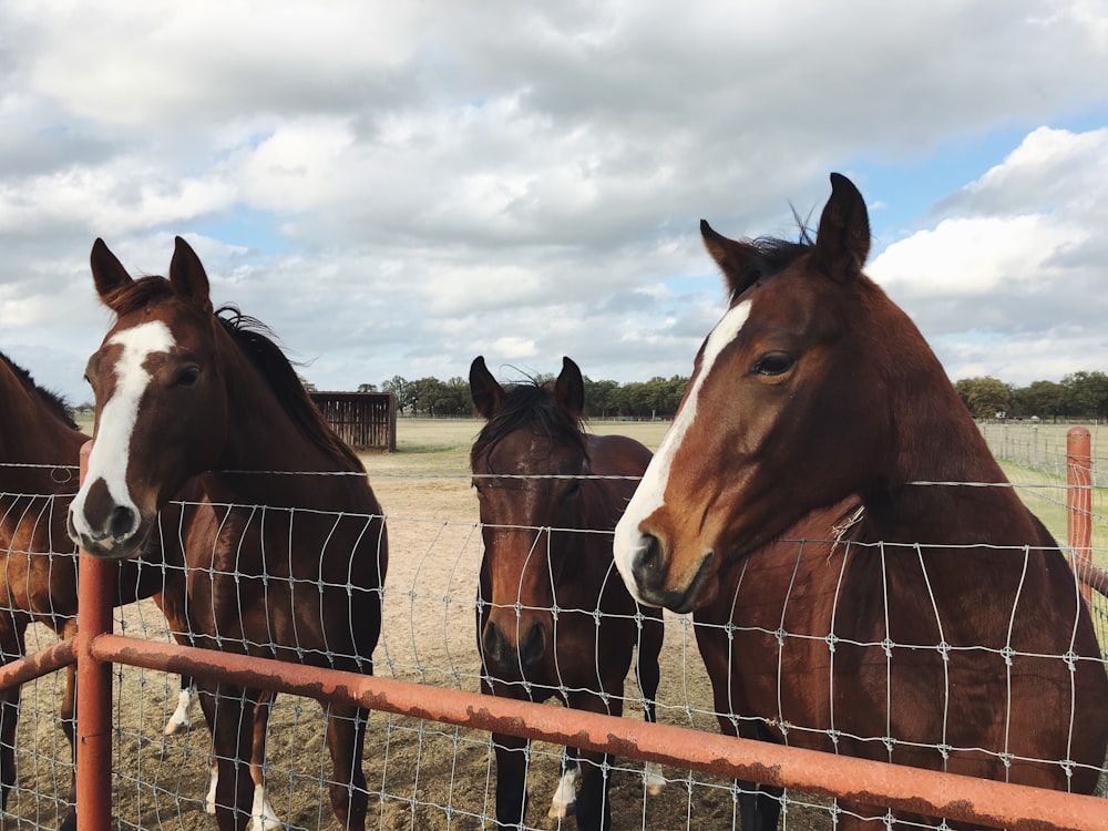 four brown horses behind fence