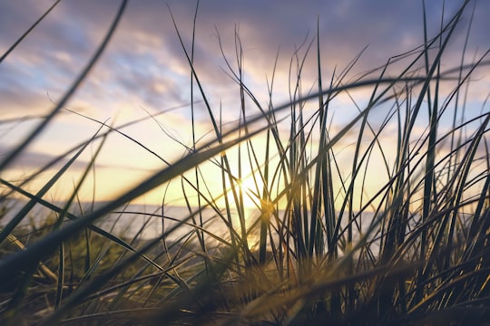 photo of Frankston Ecoregion near Shrine of Remembrance