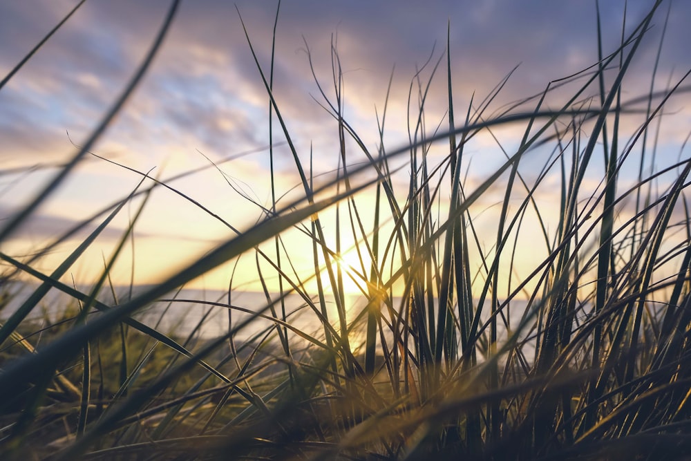 green grass under blue sky