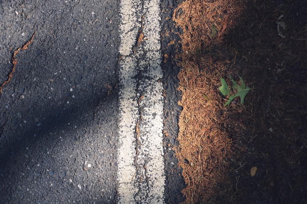 Carretera asfaltada al lado de una planta de hojas verdes