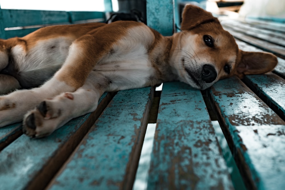 Chien beige et blanc à poil court couché sur une surface turquoise