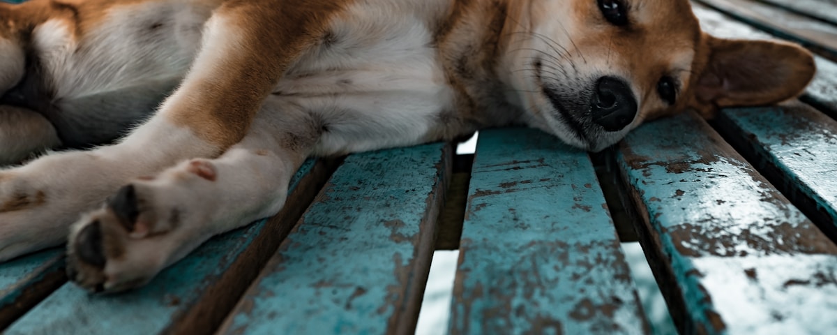 short-coated tan and white dog lying on teal surface