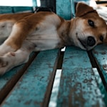 short-coated tan and white dog lying on teal surface