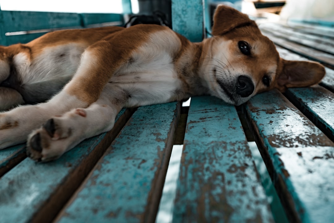 short-coated tan and white dog lying on teal surface,