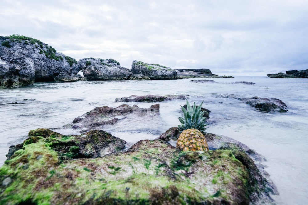 pineapple on rock