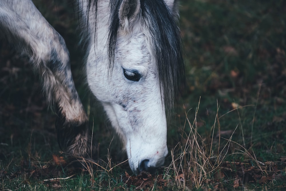white and black horse eating grass