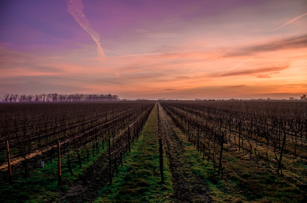 Feld bei Sonnenuntergang