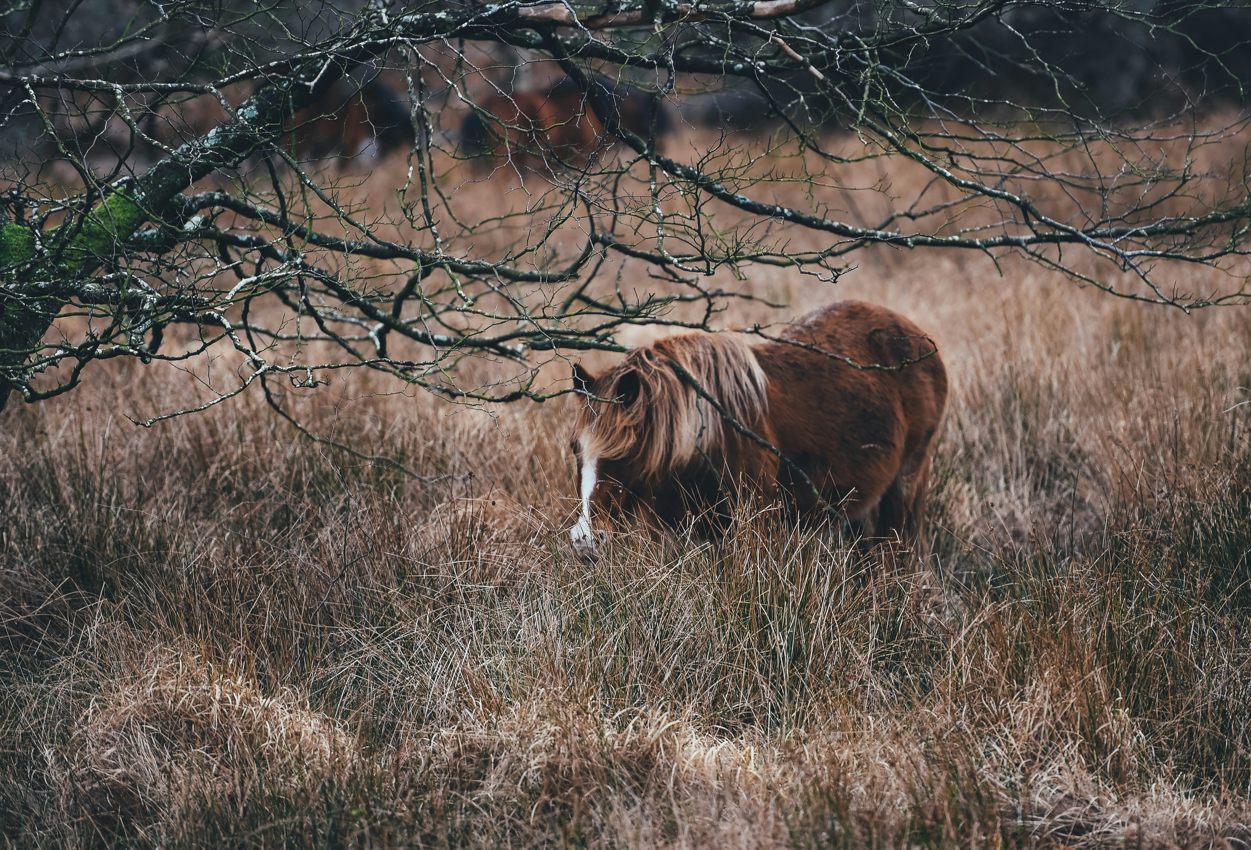 horse on tall grasses