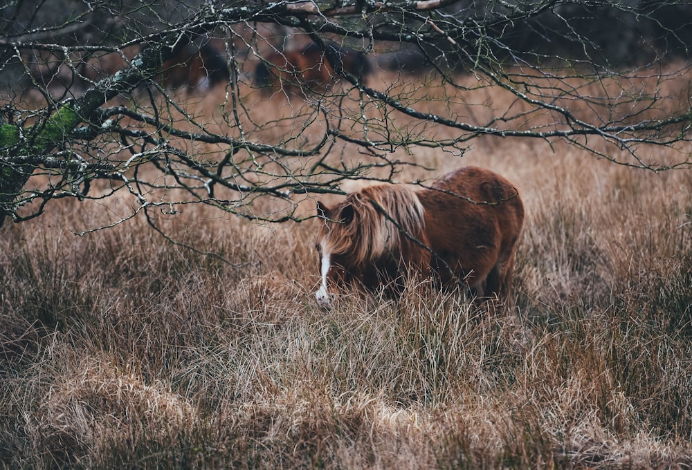 horse on tall grasses