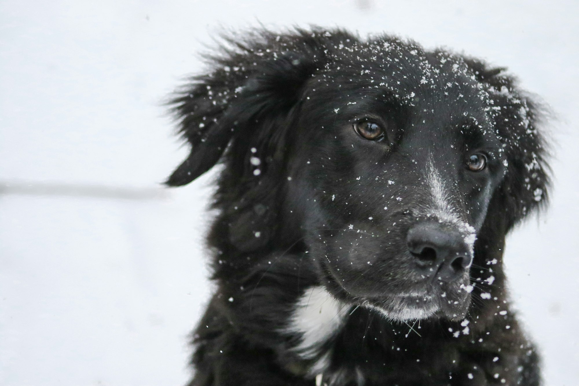 beautiful black dog in snow