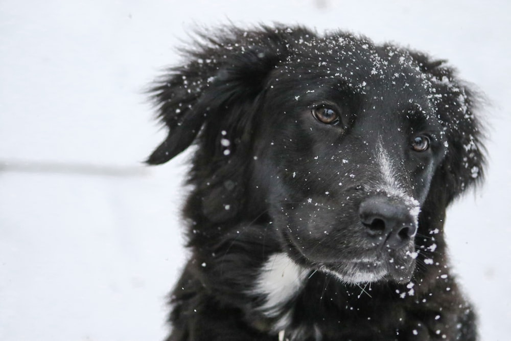 shallow focus photography of black dog with snow on fur