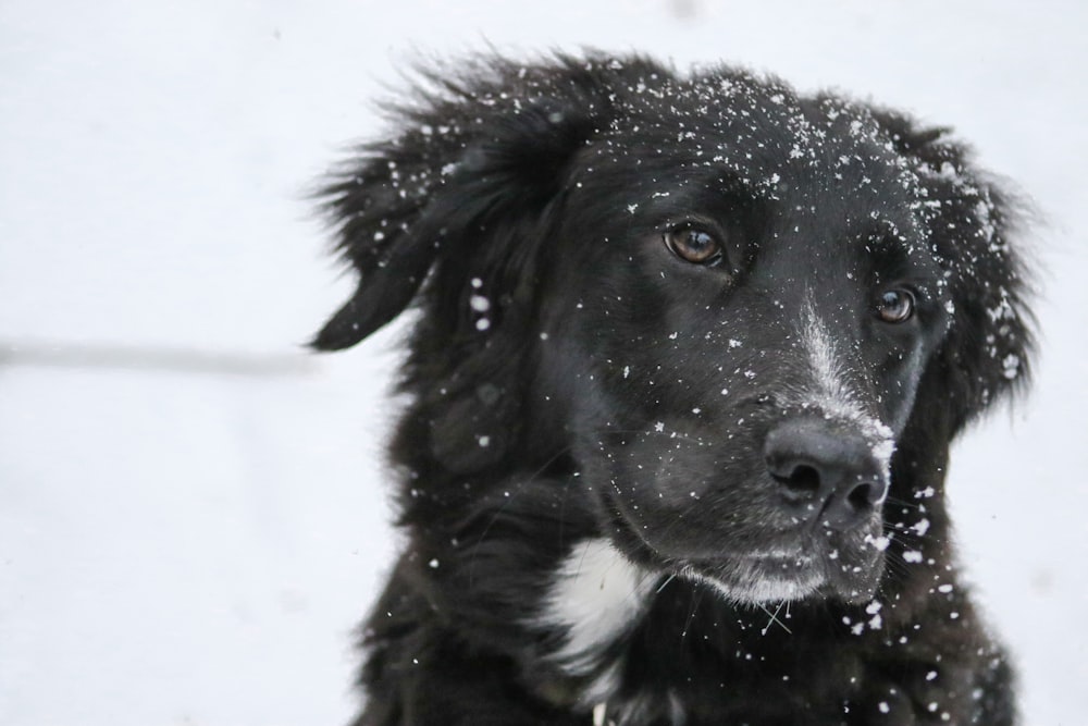 毛皮に雪が積もった黒い犬の浅い焦点写真