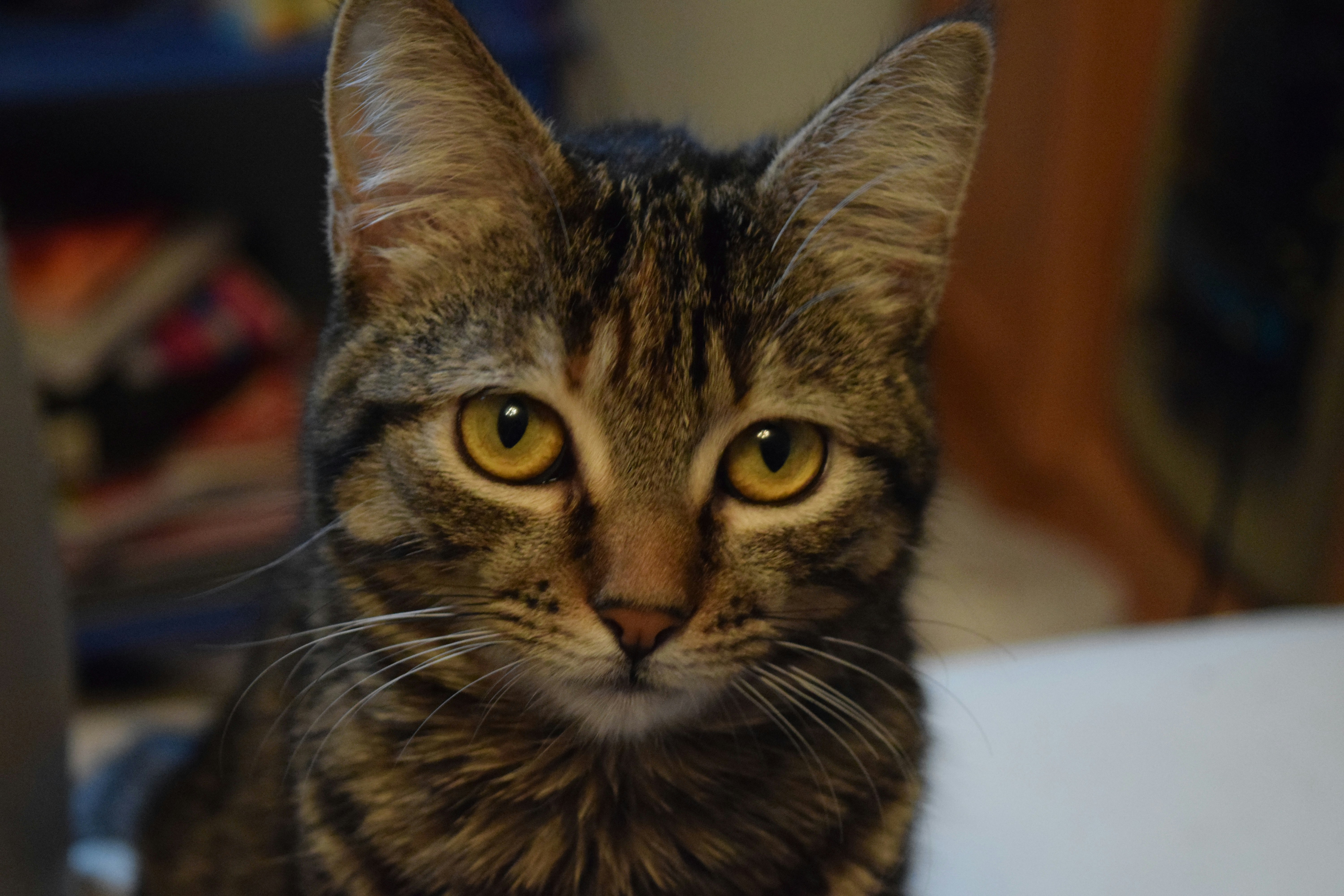 Free Unsplash photo from Lucia Velez