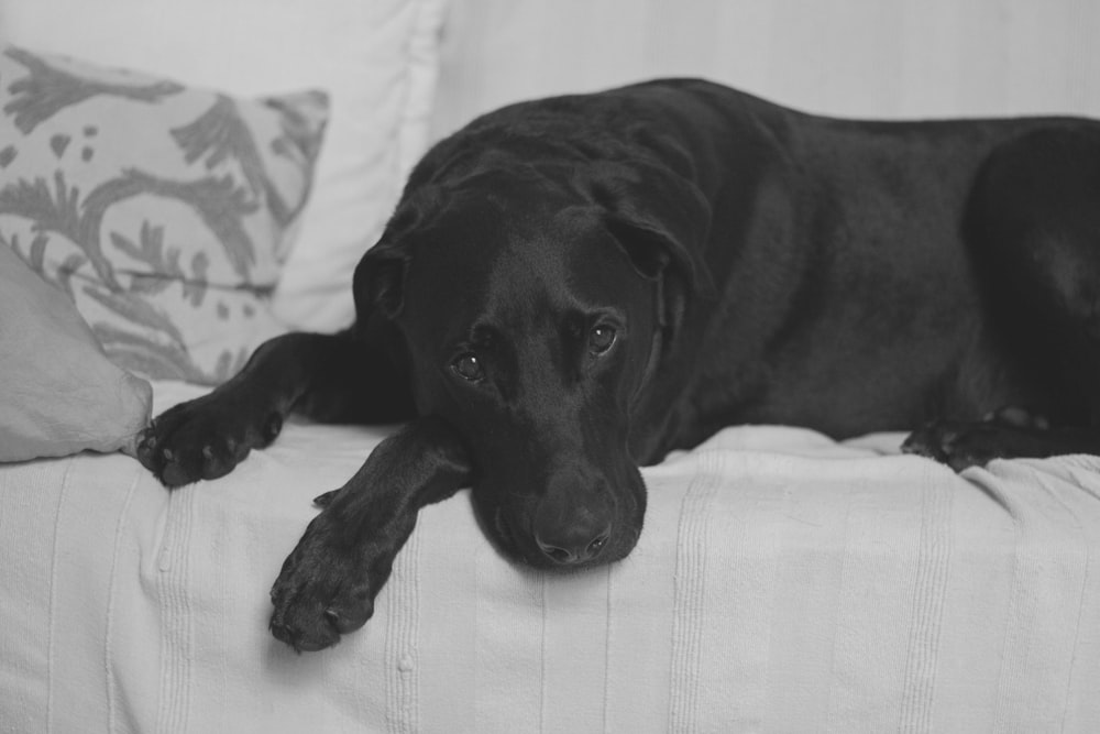 dog lying on couch