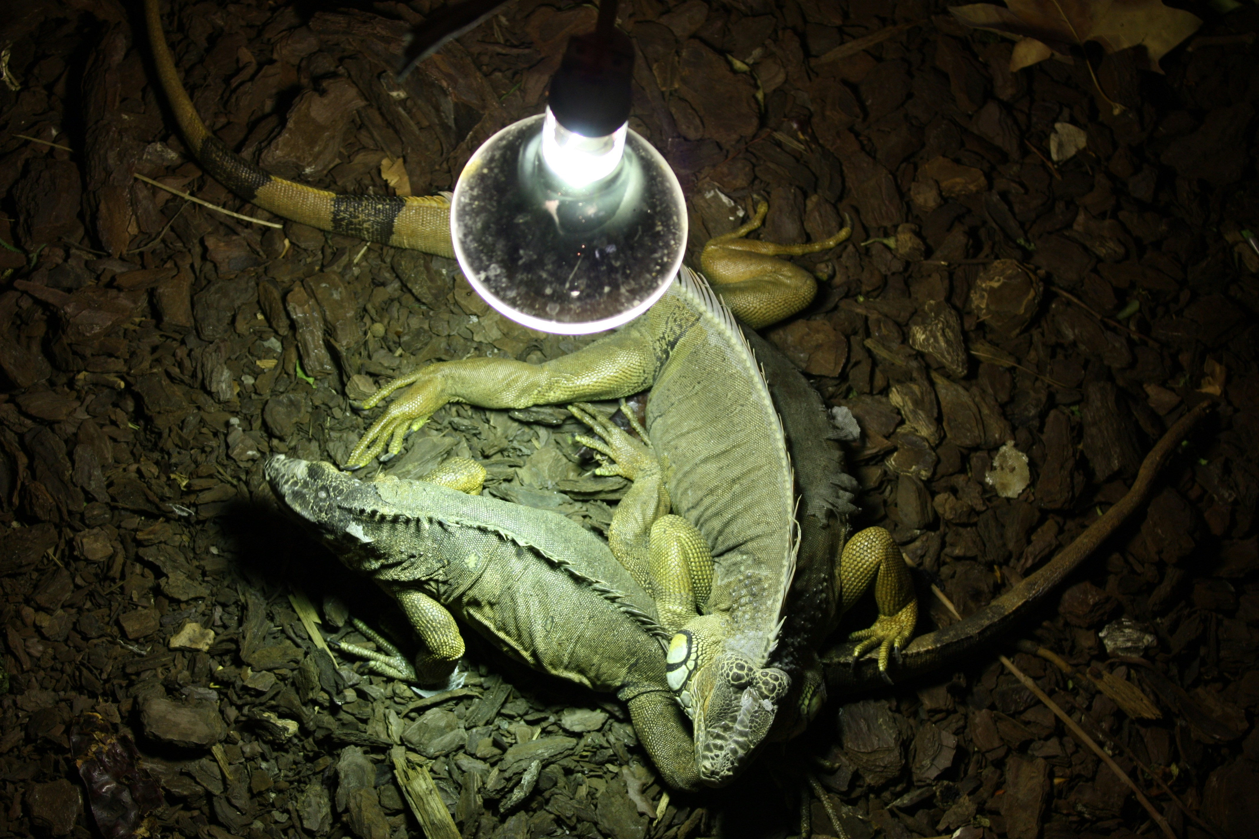 Free Unsplash photo from Boney Ones