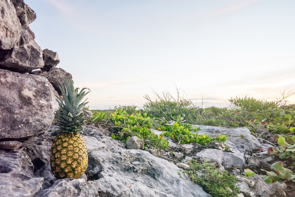 pineapple fruit on top of grey rock