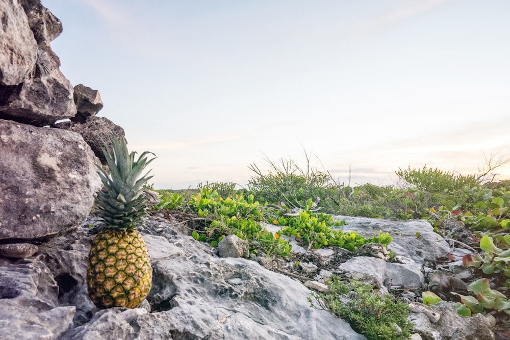 Frutto dell'ananas in cima alla roccia grigia